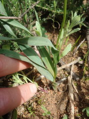Chlorophytum graminifolium