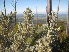 Amphithalea fourcadei