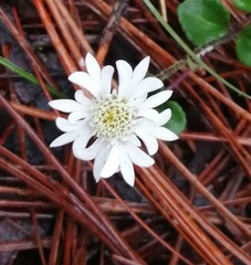 Microspermum nummulariifolium