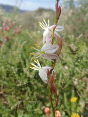 Chlorophytum graminifolium