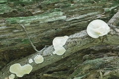 Skeletocutis semipileata