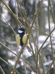 Parus major