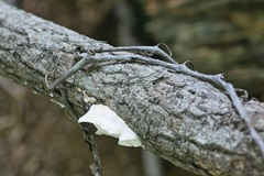 Skeletocutis semipileata