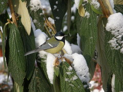 Parus major