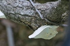 Skeletocutis semipileata