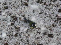 Parus major
