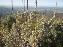 Amphithalea fourcadei