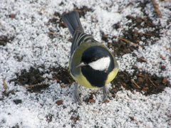 Parus major