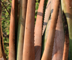 Aloe lutescens
