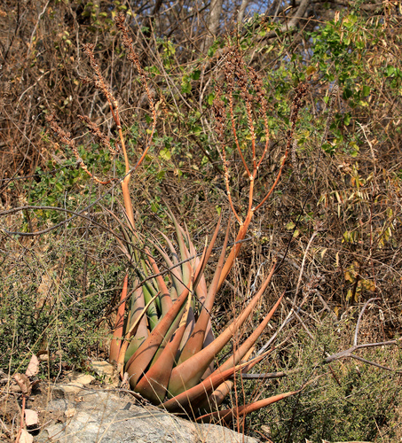 Image of Aloe lutescens by (c) Wynand Uys, some rights reserved (CC BY)