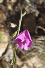 Tephrosia capensis capensis
