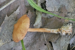 Lactarius subserifluus