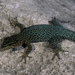 Atlas Day Gecko - Photo (c) Roberto Sindaco, some rights reserved (CC BY-NC-SA)