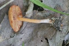 Lactarius subserifluus