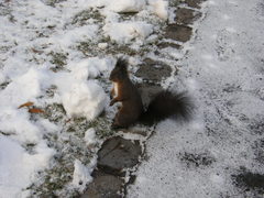 Sciurus vulgaris