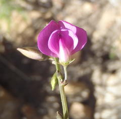 Tephrosia capensis capensis