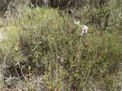 Tephrosia capensis capensis