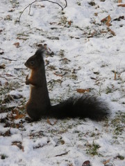 Sciurus vulgaris