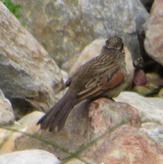 Emberiza capensis capensis