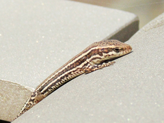 Podarcis muralis
