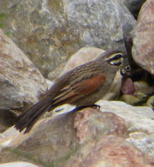 Emberiza capensis capensis
