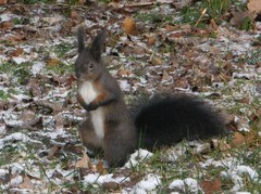 Sciurus vulgaris