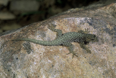 Quedenfeldtia trachyblepharus