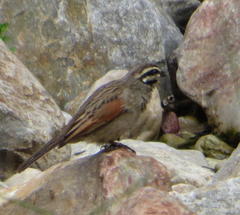 Emberiza capensis capensis