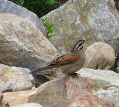 Emberiza capensis capensis