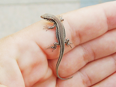 Podarcis muralis