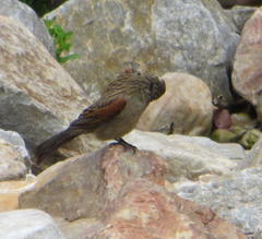 Emberiza capensis capensis