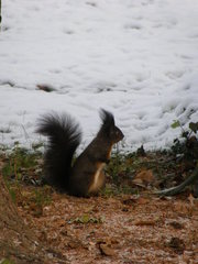 Sciurus vulgaris
