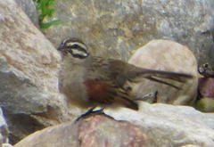 Emberiza capensis capensis
