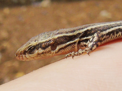 Podarcis muralis