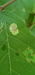 Cameraria ulmella