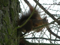 Sciurus vulgaris