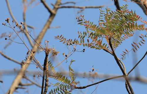 Kirkia wilmsii (Kirkia wilmsii)