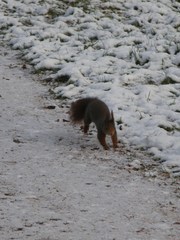 Sciurus vulgaris