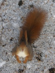 Sciurus vulgaris