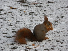 Sciurus vulgaris