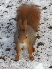 Sciurus vulgaris
