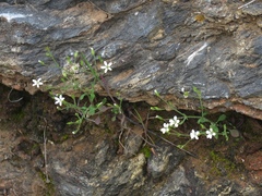 Arenaria muralis
