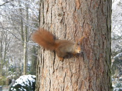 Sciurus vulgaris