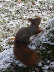 Sciurus vulgaris