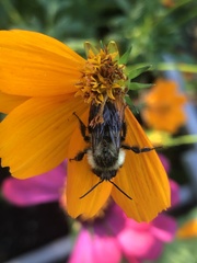 Bombus impatiens