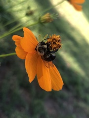 Bombus impatiens