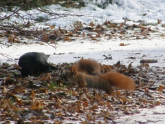 Sciurus vulgaris