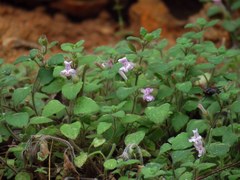 Clinopodium pamphylicum