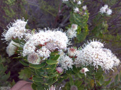 Leucospermum bolusii