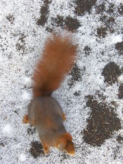 Sciurus vulgaris